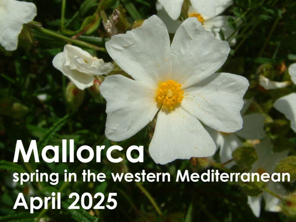 Mallorca 2025 button