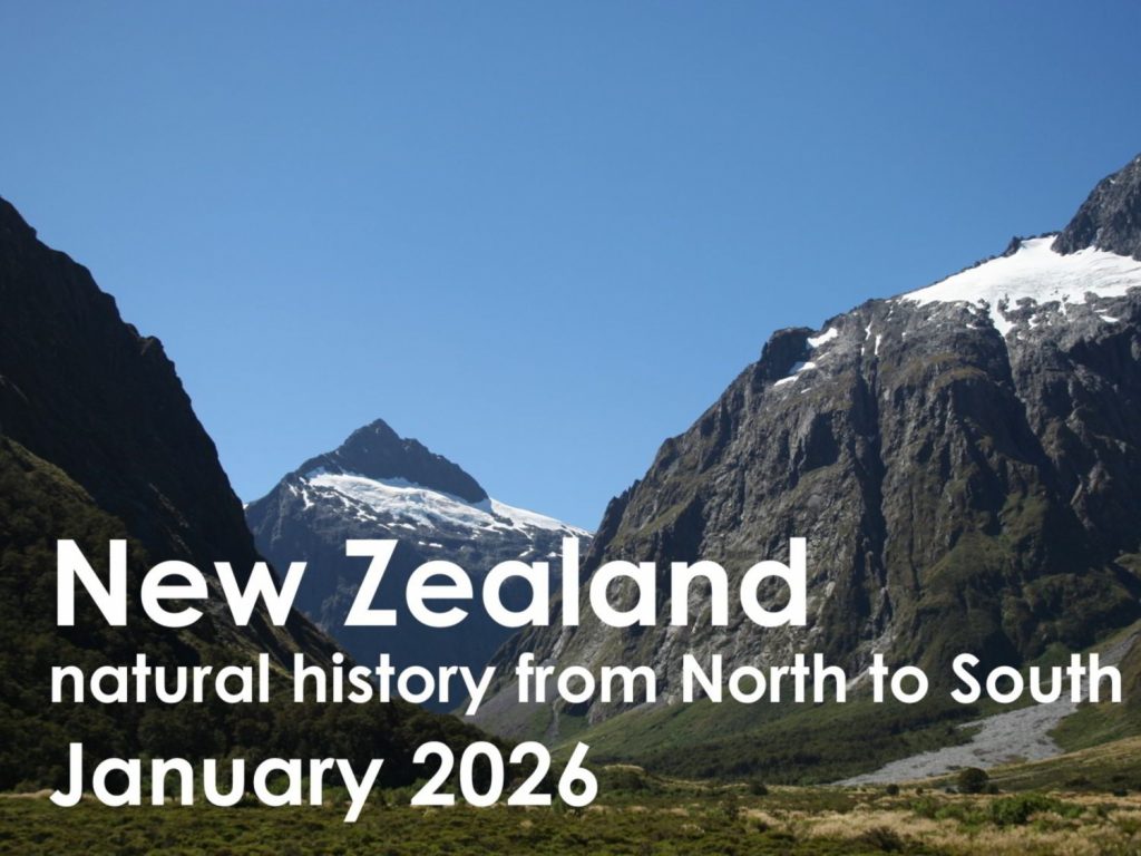 New Zealand 2026 button