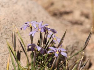 Solenomelus segethi flowers against pale rocks