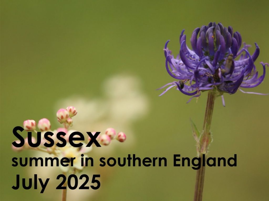 Sussex 2025 button
