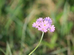 Bird's-eye Primrose close-up of flowerhead