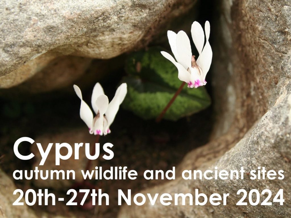 Cyprus autumn 2024 button