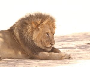 Lion, South Africa - Philip Precey