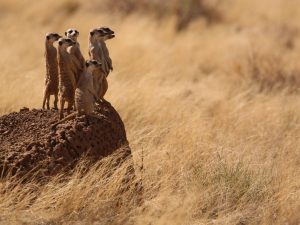 Meerkat, South Africa - Philip Precey