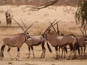 Gemsbok, South Africa - Philip Precey
