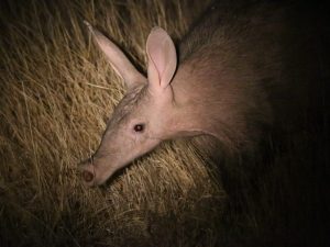 Aardvark, South Africa - Philip Precey