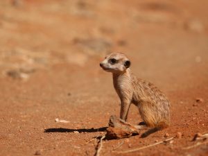 Meerkat, South Africa - Philip Precey