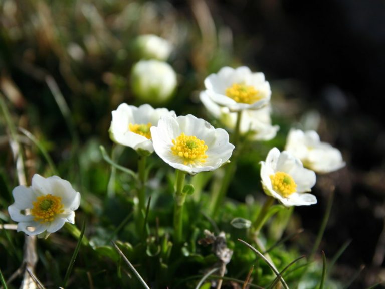close-up of Alpine Buttercup flowers