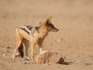 Black-backed Jackal, South Africa - Philip Precey