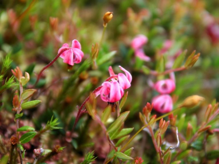 close up of Cranberry flowers
