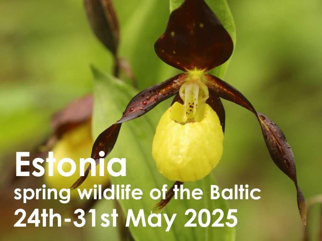 Estonia 2025 button