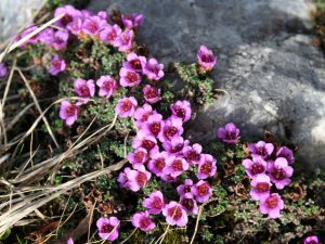 Purple Saxifrage growing on pale rock