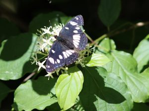 Southern White Admiral, La Brenne - Laurie Jackson
