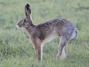 Brown Hare, Hungary - Charles Waters