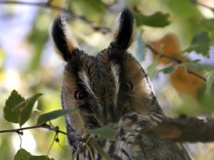 Long-eared Owl, Hungary - Charles Waters