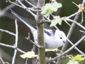 Long-tailed Tit, Hungary - Charles Waters