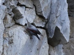 Wallcreeper, Hungary - Charles Waters