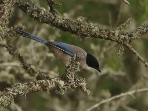 Iberian Magpie on lichen-covered branch