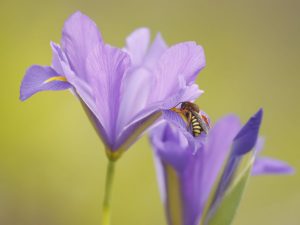 Iris xiphium flower with solitary bee, Algarve