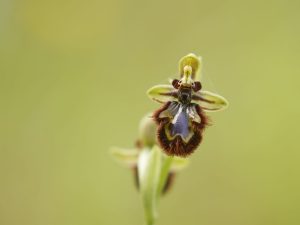 Ophrys speculum, Algarve - Philip Precey