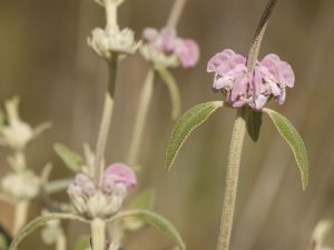 close up of Phlomis purpurea, Algarve - Philip Precey