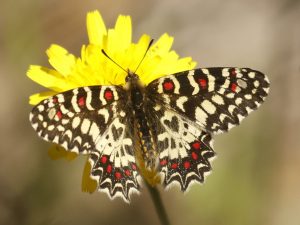 Spanish Festoon on yellow daisy flower