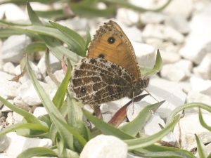 Alpine Grayling, Bavaria - Philip Precey