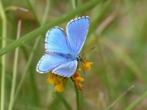 Adonis Blue with open wings