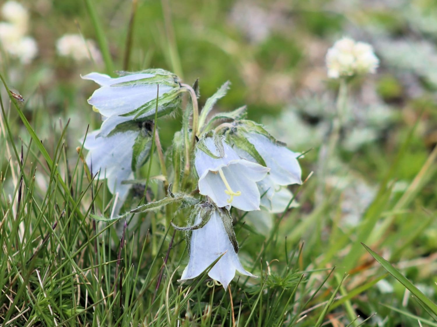 Alpine Bellflower closer up of flower
