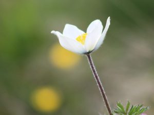 Alpine Pasqueflower close up of flower
