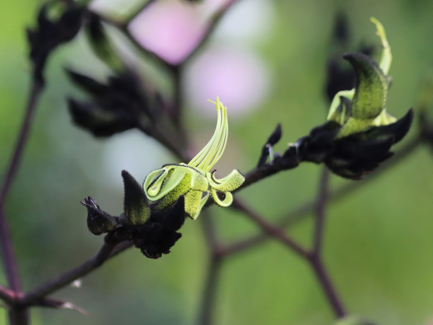 Black Kangaroo Paw, Australia - Laurie Jackson
