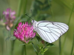 Black-veined White on Red Clover