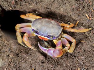 Blue Land Crab next to a burrow in sandy ground