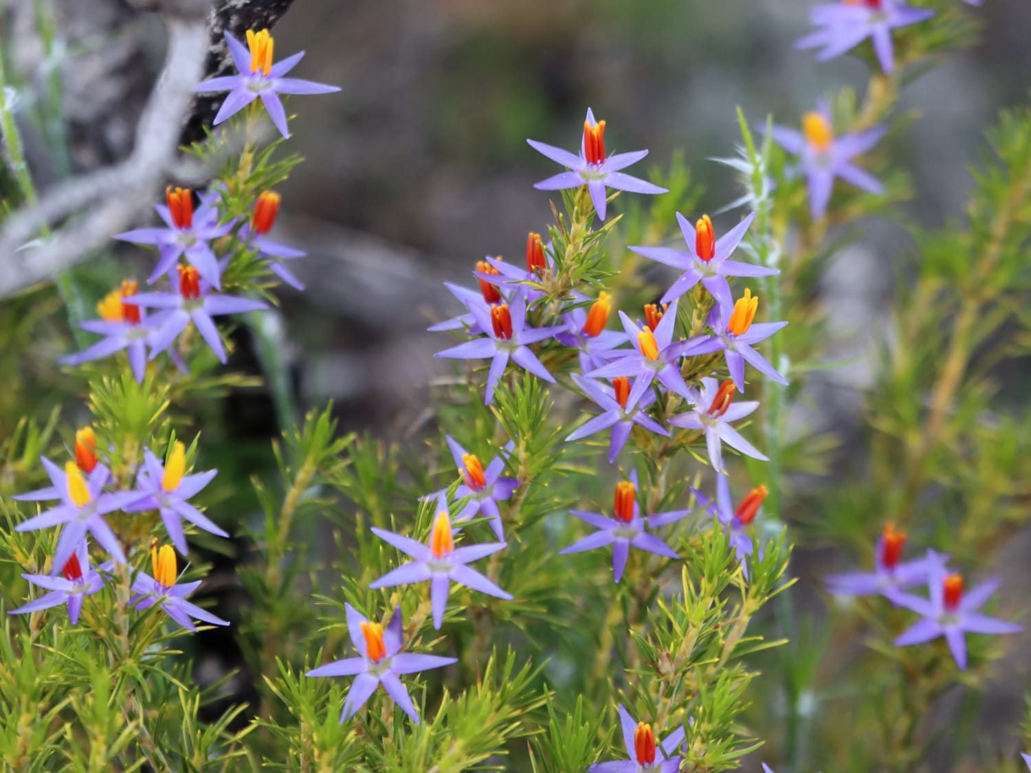 Blue Tinsel Lily, Australia - Laurie Jackson