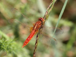 Broad Scarlet perched on grass
