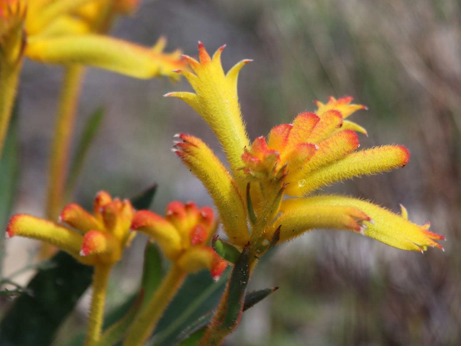 Cat's Paw, Australia - Laurie Jackson