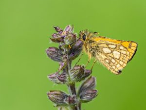 Chequered Skipper