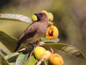 Common Bulbul next to half eaten fruit