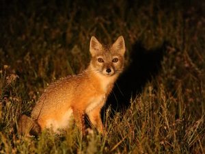 Corsac Fox at night in grassland