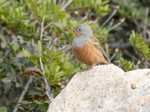 Cretzschmar's Bunting on a rock