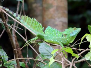 Emerald Basilisk on a branch