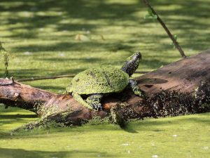 European Pond Terrapin on a log covered in duckweed