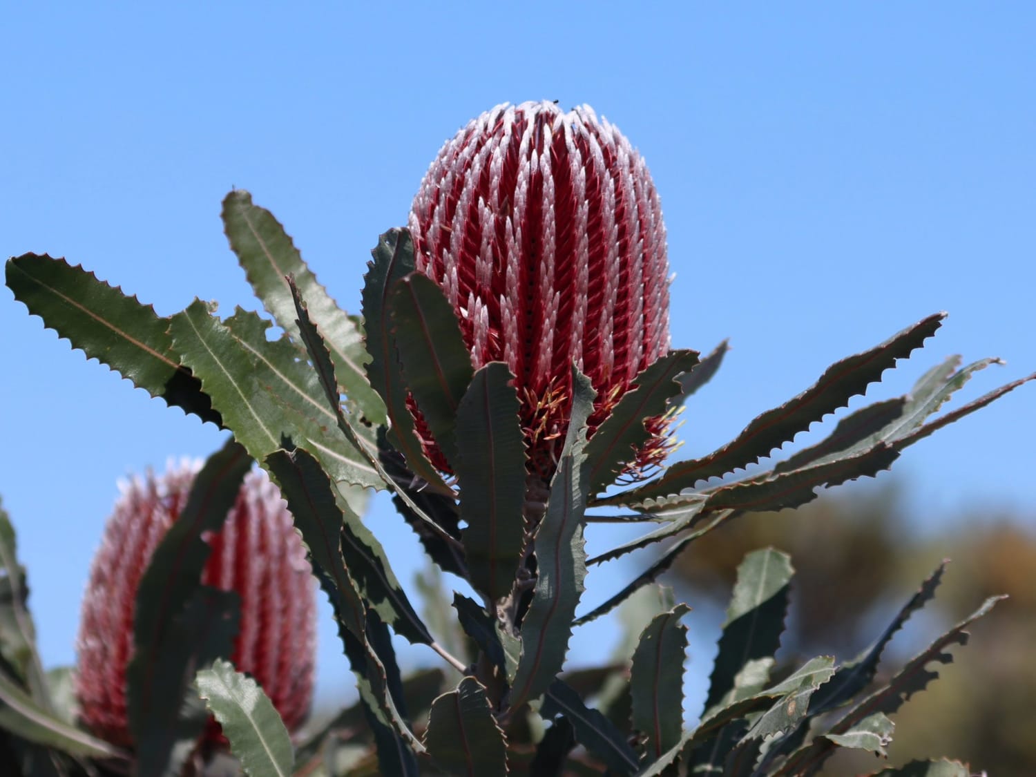 Firewood Banksia, Australia - Laurie Jackson