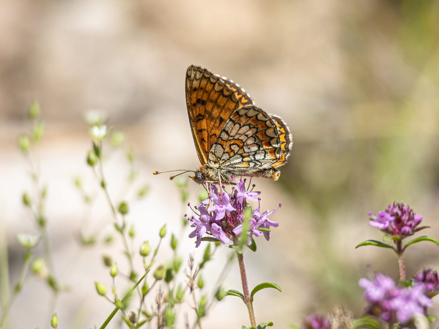 Heath Fritillary feeding on a flower