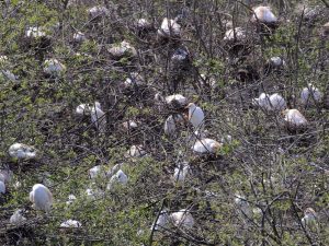 lots of Cattle Egrets in a heronry