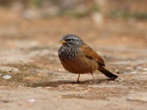 House Bunting on bare ground