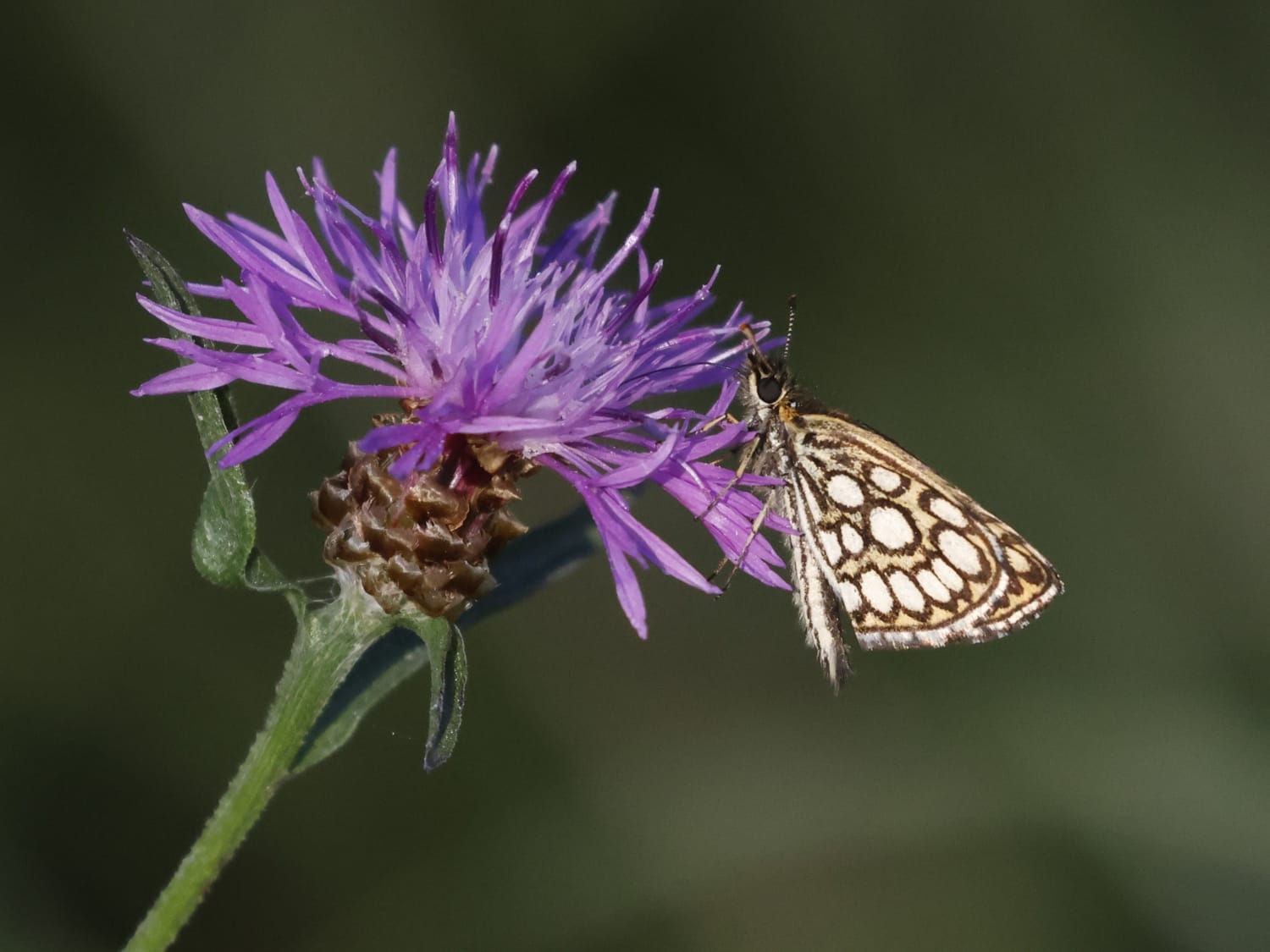 Large Chequered Skipper, Estonia - Philip Precey