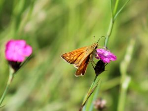 Large Skipper feeding
