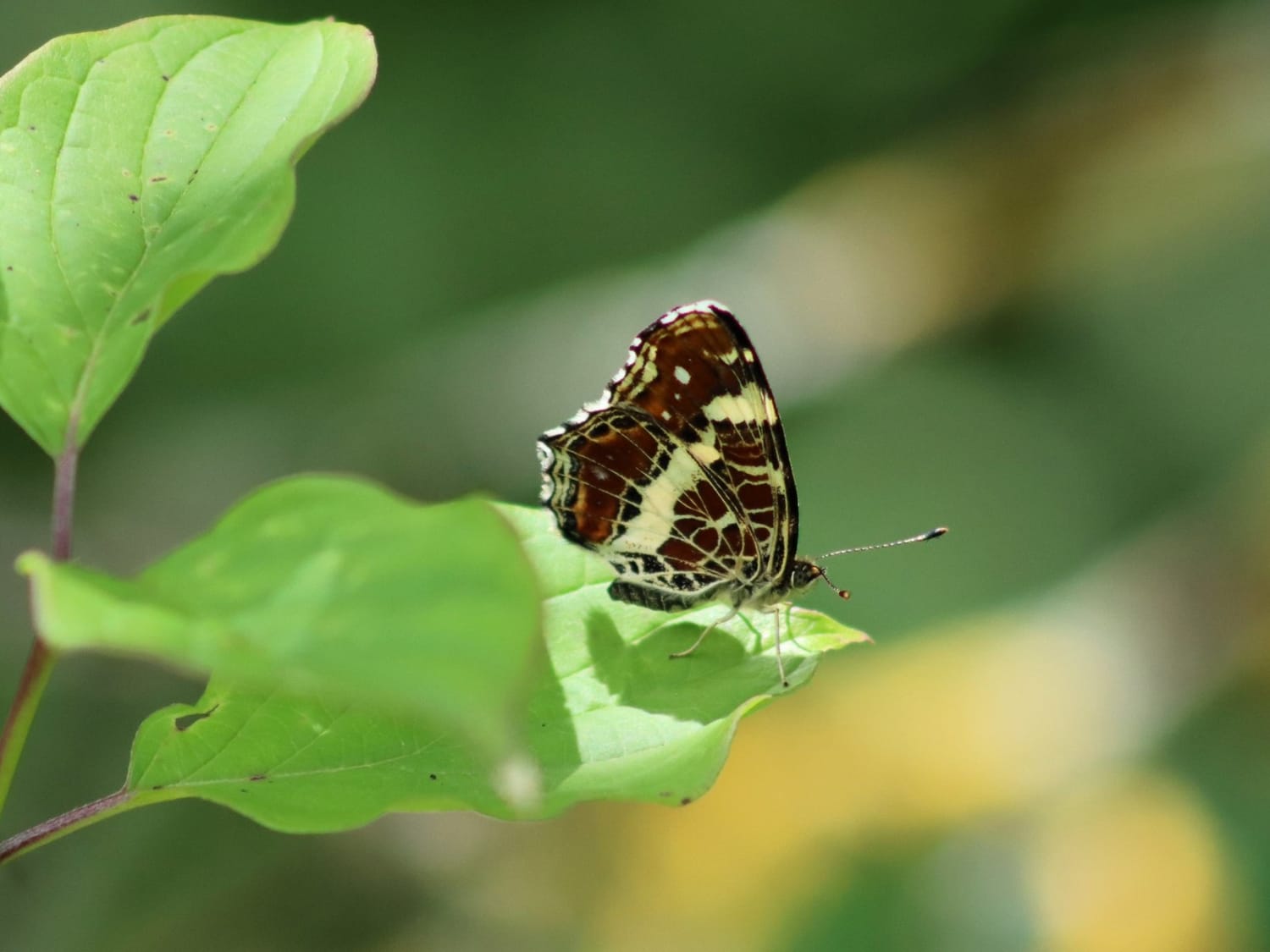 Map perched on a leaf