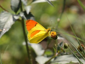 Moroccan Orange-tip feeding